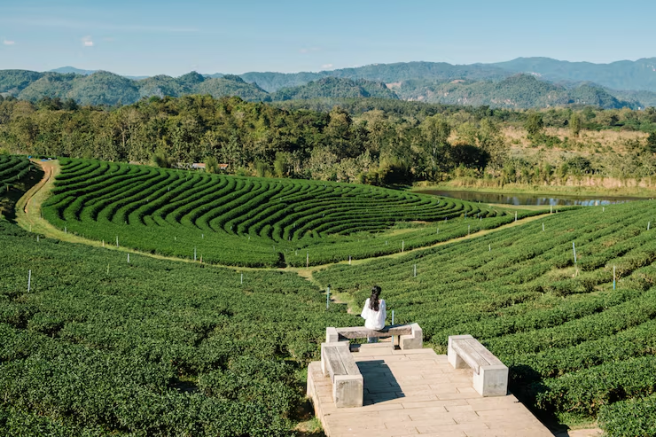 Coffee Farm Experience Tour - photo 4